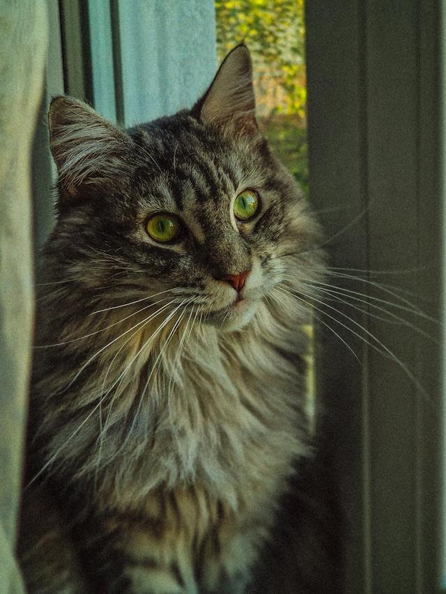 photo of grey maine coon