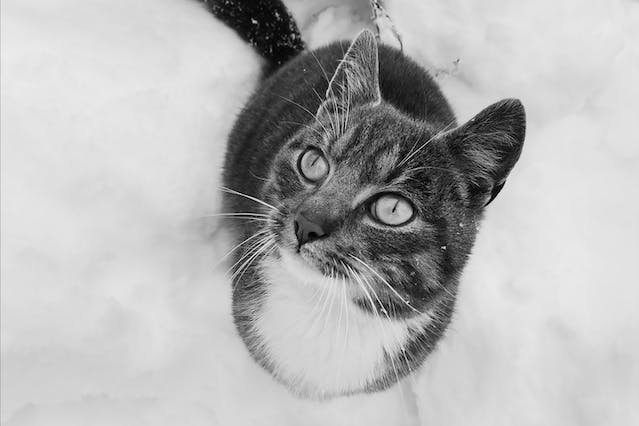 snow bengal cat breeder