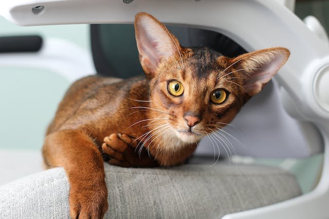 Abyssinian Breeders A Complete Guide 
