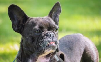 Blue French Bulldog A Complete Guide