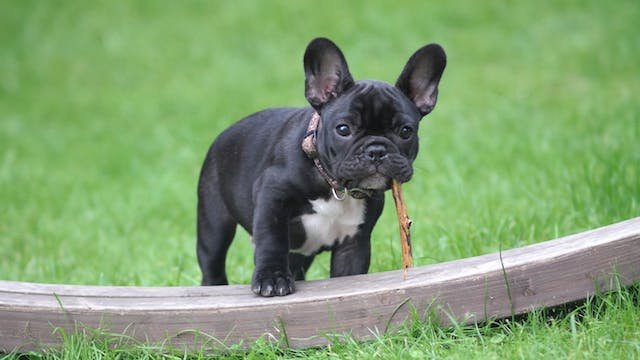 Blue French Bulldog A Complete Guide
