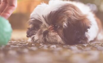 The Complete Guide to Liver Shih Tzu