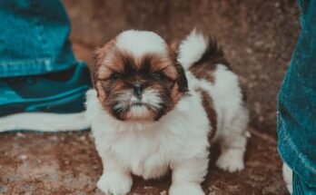 Why Shih Tzu Are the Worst Dog